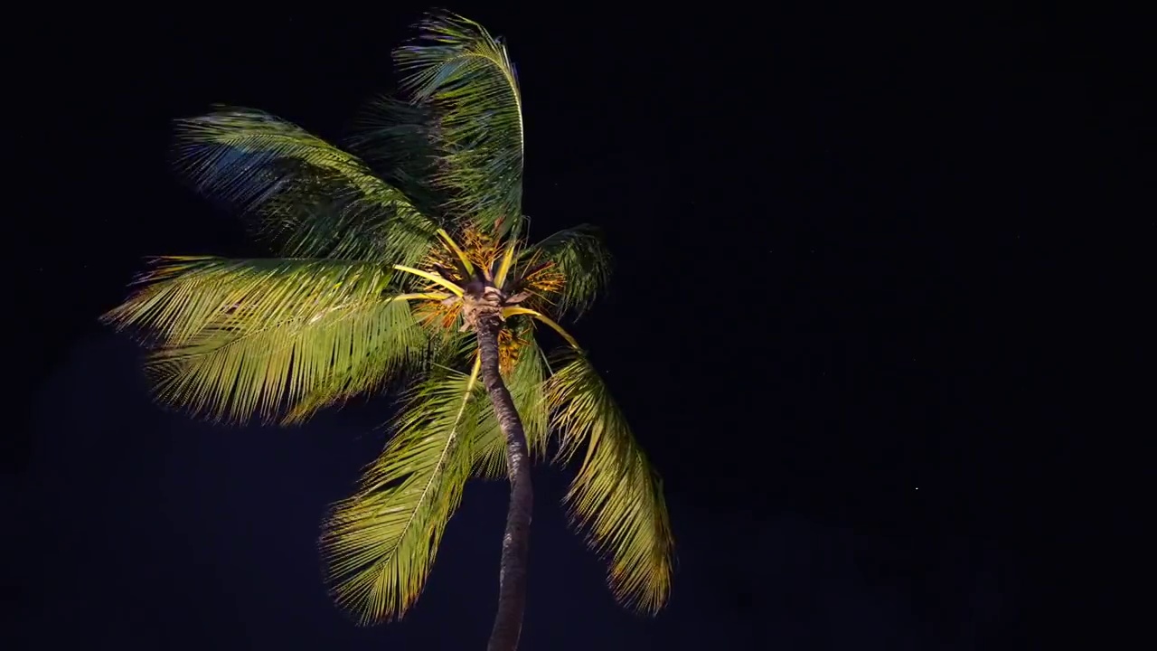 热带海滩上的夜空背景上的棕榈树顶部。视频素材