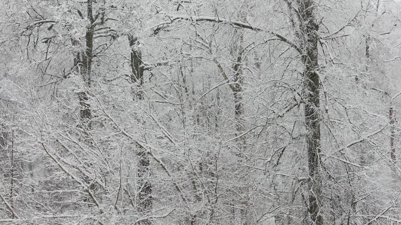 在阴天在模糊的冬季森林背景上的降雪视频素材