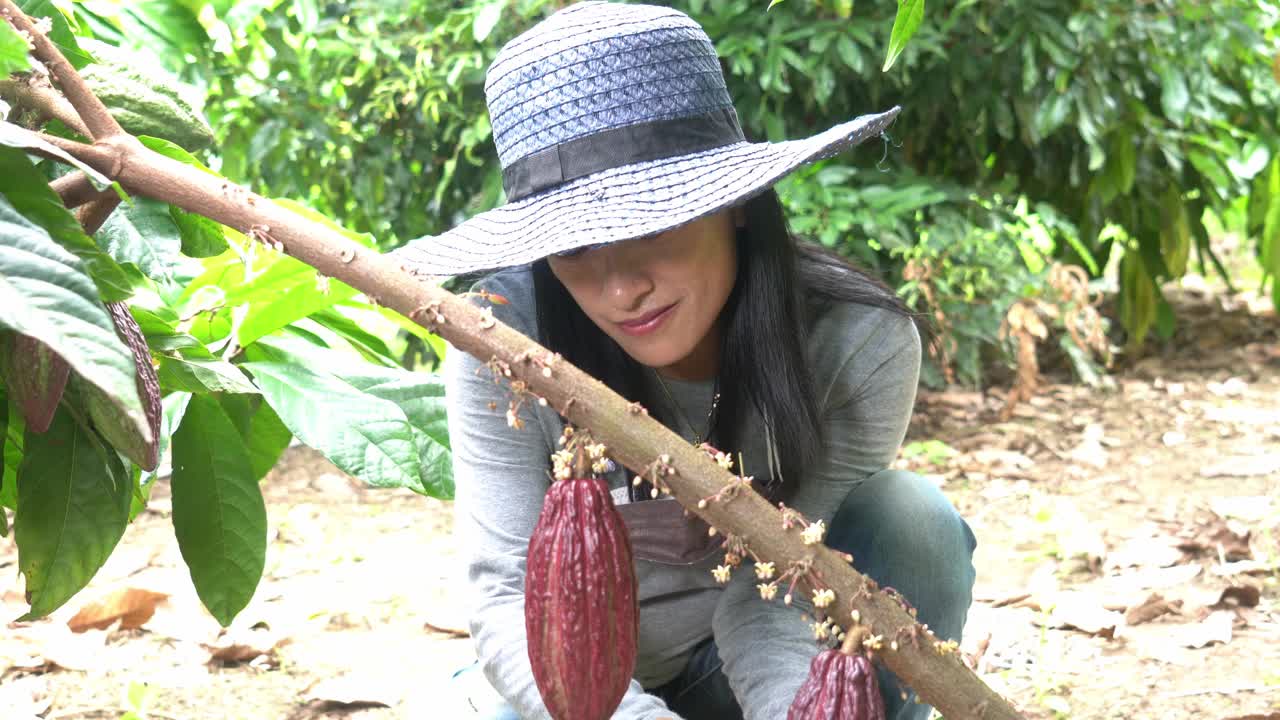 可可种植园的4K女农民视频素材