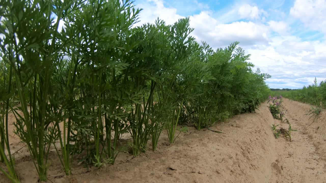 一块种植胡萝卜的土地。视频素材