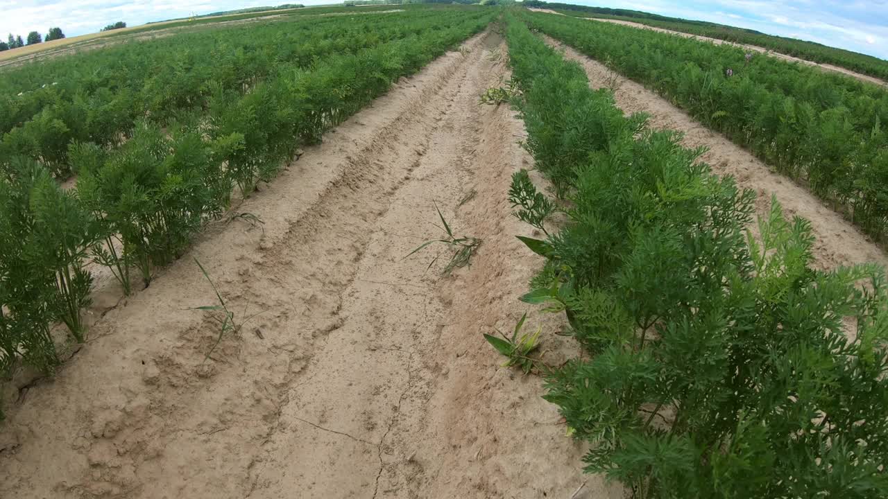 一块种植胡萝卜的土地。视频素材