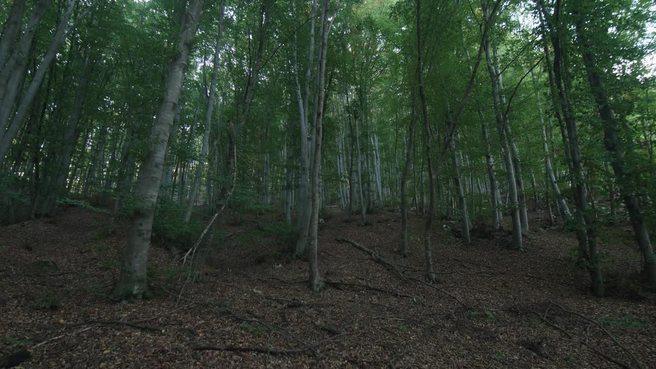 穿过山毛榉林的水平全景图，试图注意到树干中可能隐藏的危险视频素材