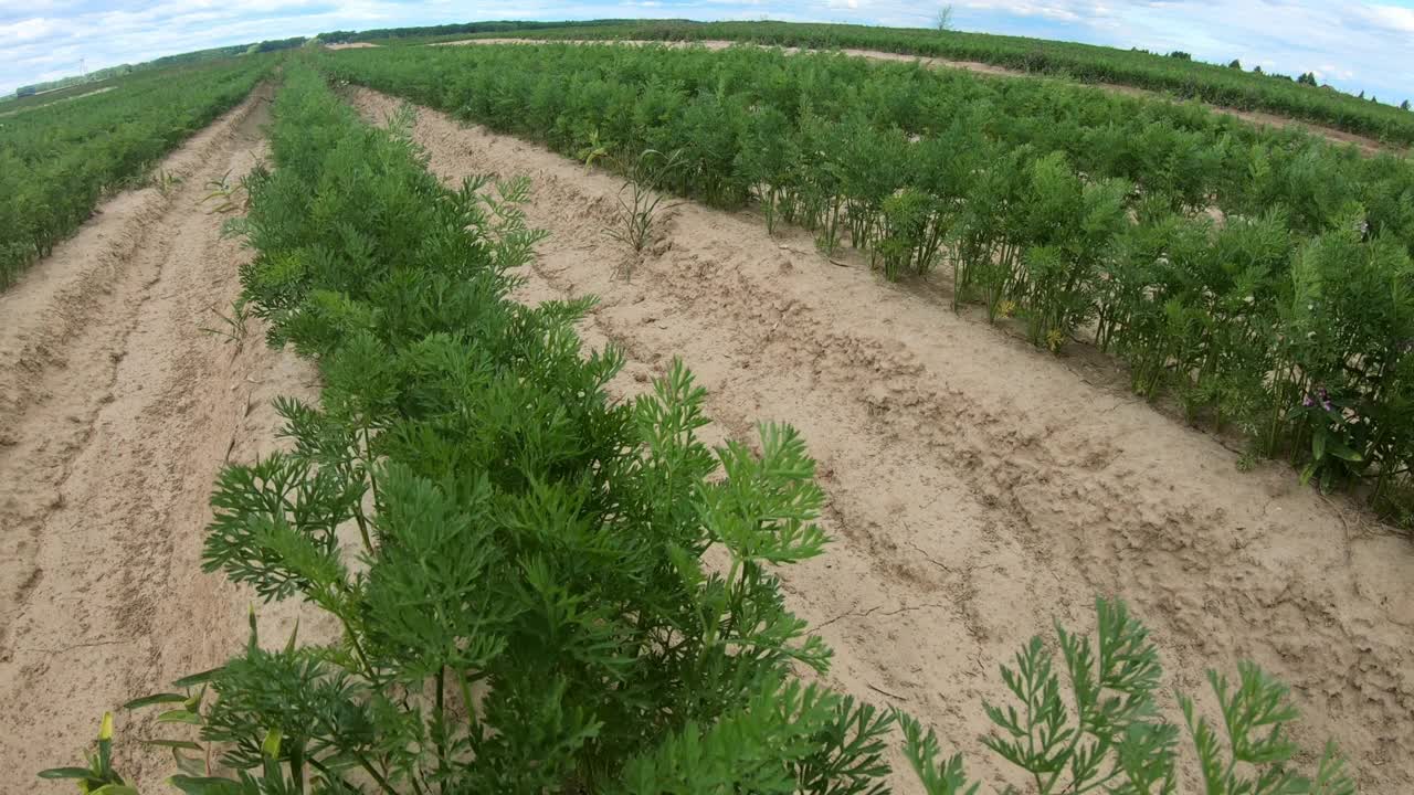 一块种植胡萝卜的土地。视频素材