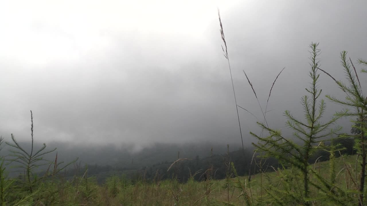 山上的草木，草木，冷杉在风中摇曳，在雾气弥漫的山脊上生长01视频素材