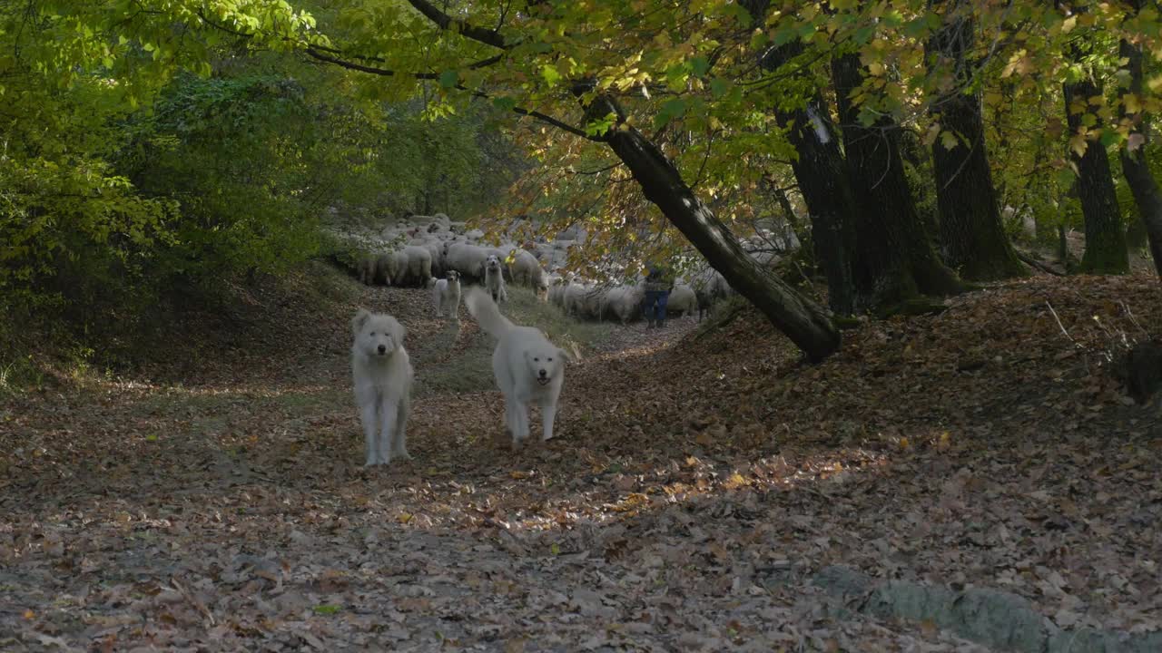 在森林的一块空地上，偶遇一群羊，由四条白色大狗看守着视频素材