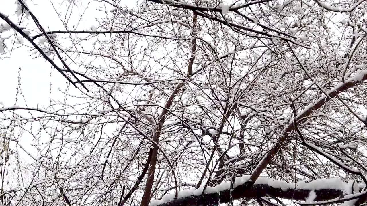 慢动作的雪花从天空飘落。看下面有雪的树枝视频素材