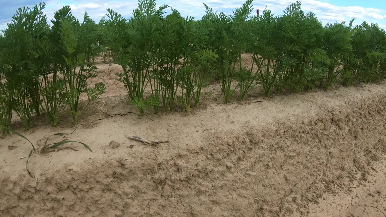 一块种植胡萝卜的土地。视频素材