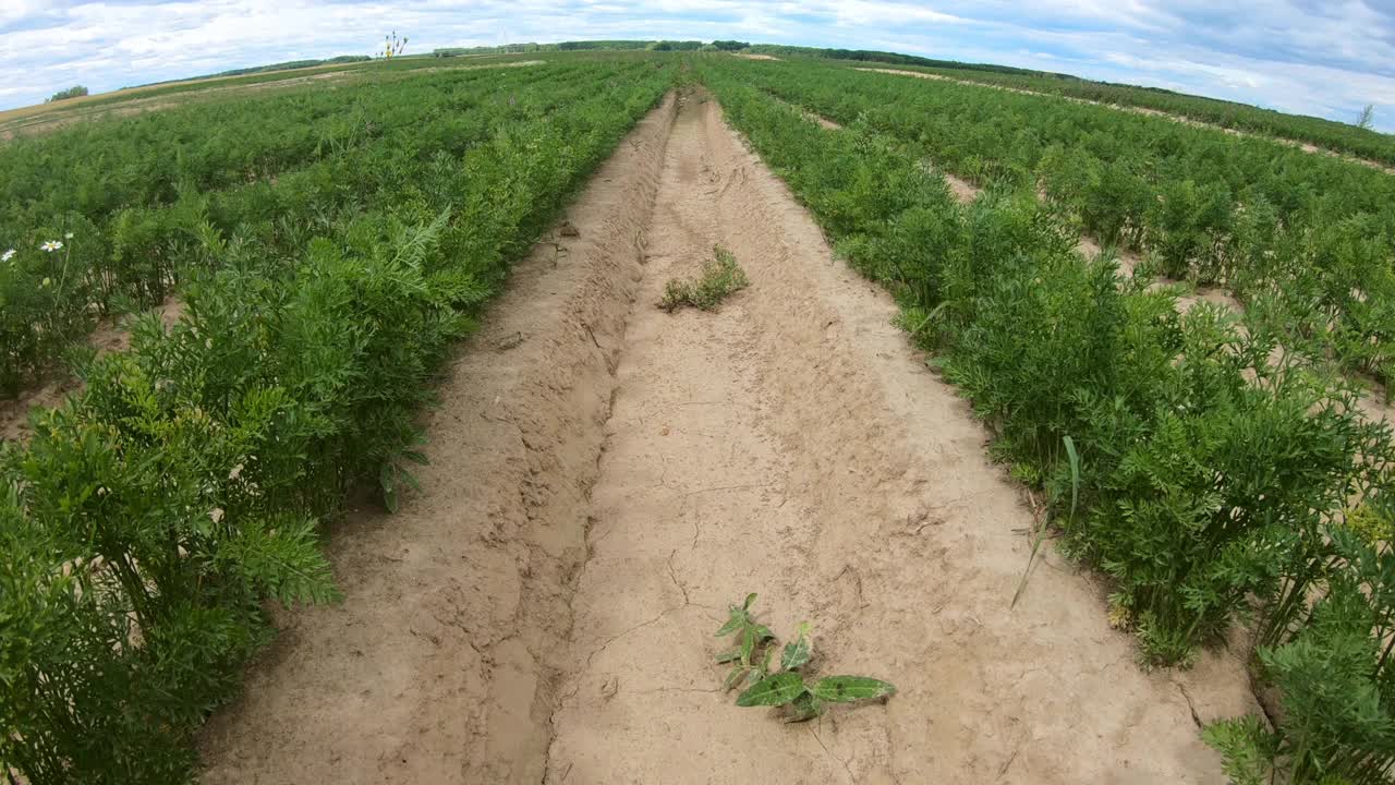 一块种植胡萝卜的土地。视频素材