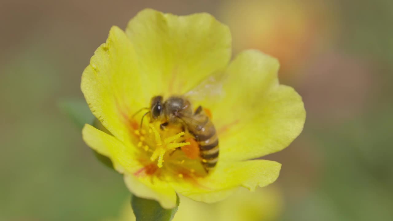 蜜蜂在花园里采集花蜜的特写镜头。视频素材