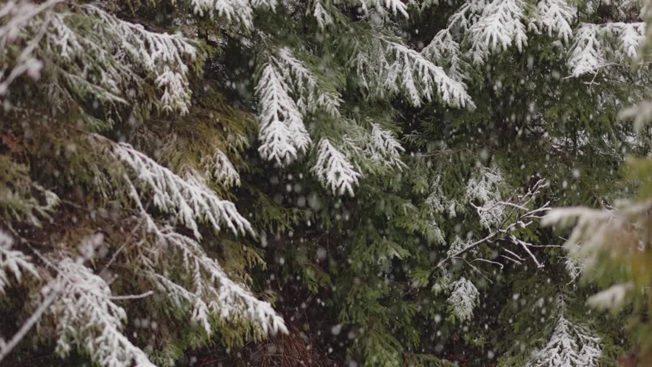 森林中白雪覆盖的小溪视频素材