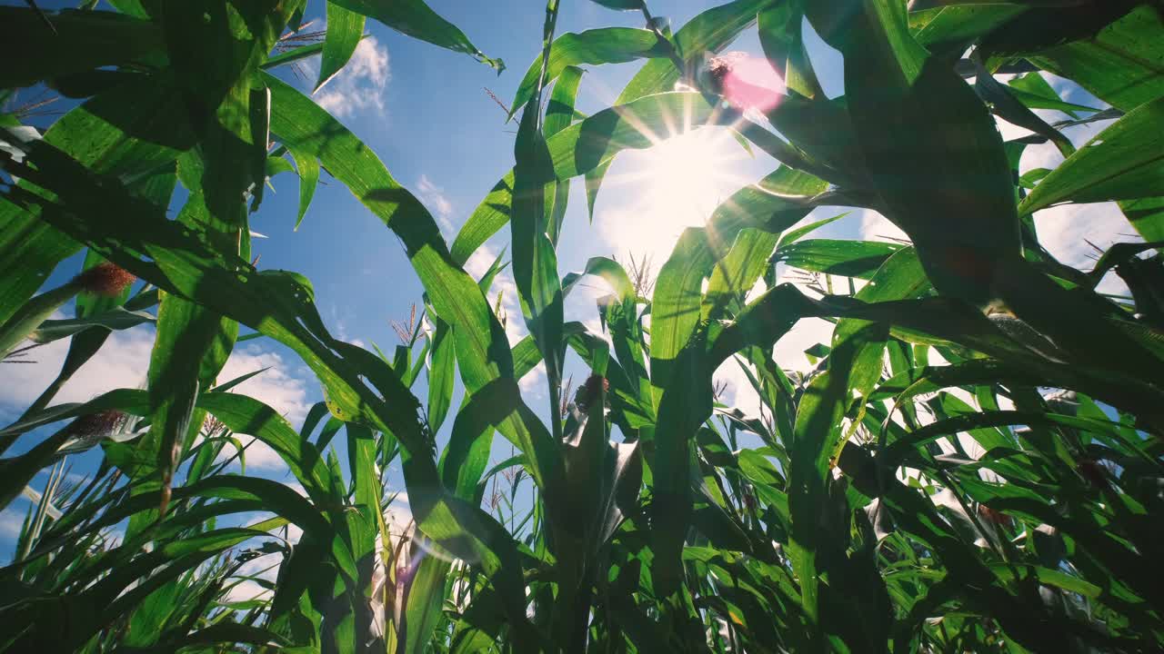 阳光普照的玉米田视频下载