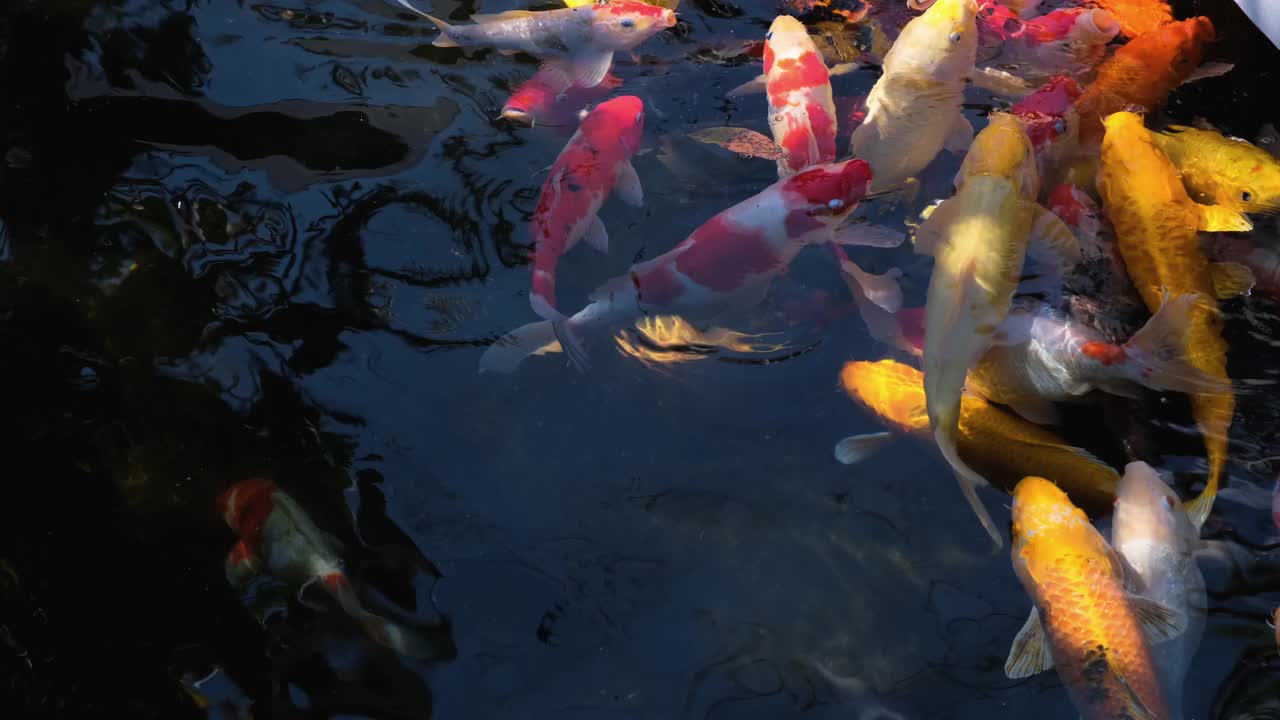 锦鲤鱼或镜鲤鱼或花式鱼在水中游泳视频素材