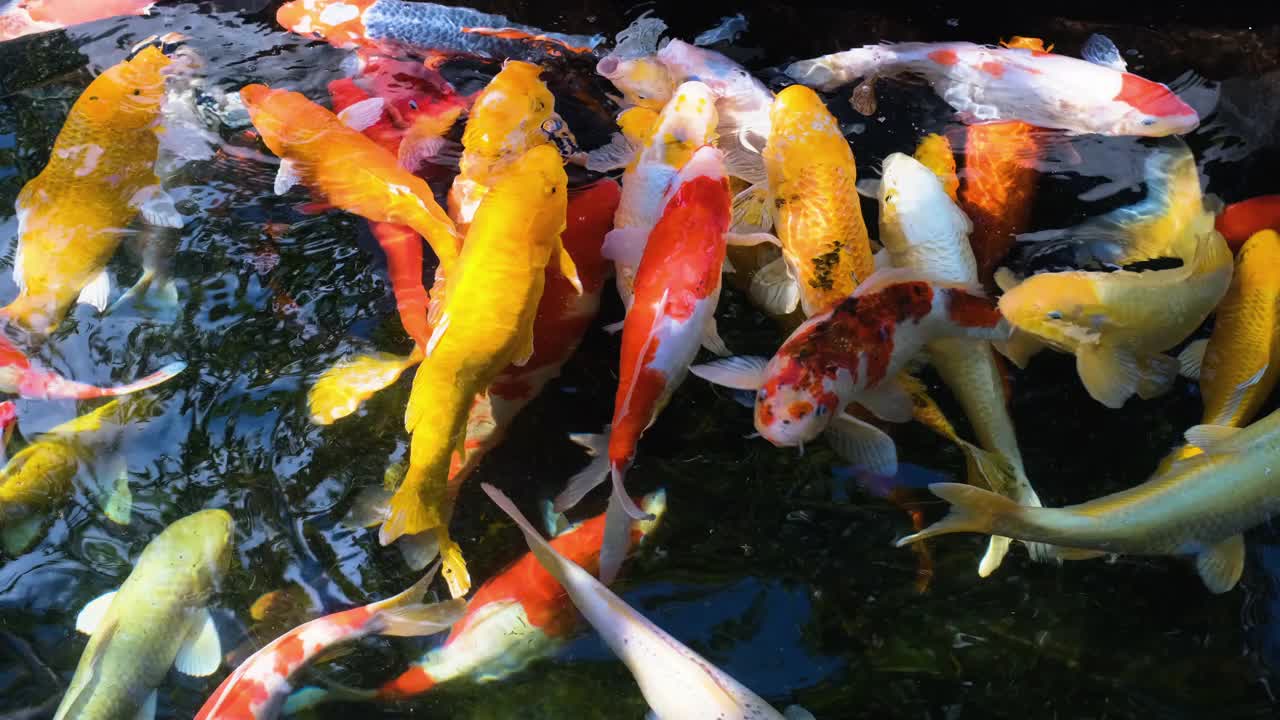 锦鲤鱼或镜鲤鱼或花式鱼在水中游泳视频素材