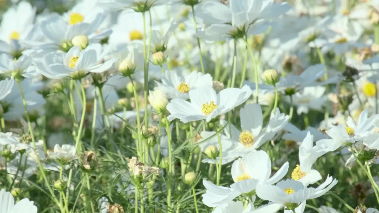 在柔和的午后阳光的照耀下，一个十几岁的女人的手正在近距离地触摸白色的花朵。4 k视频素材