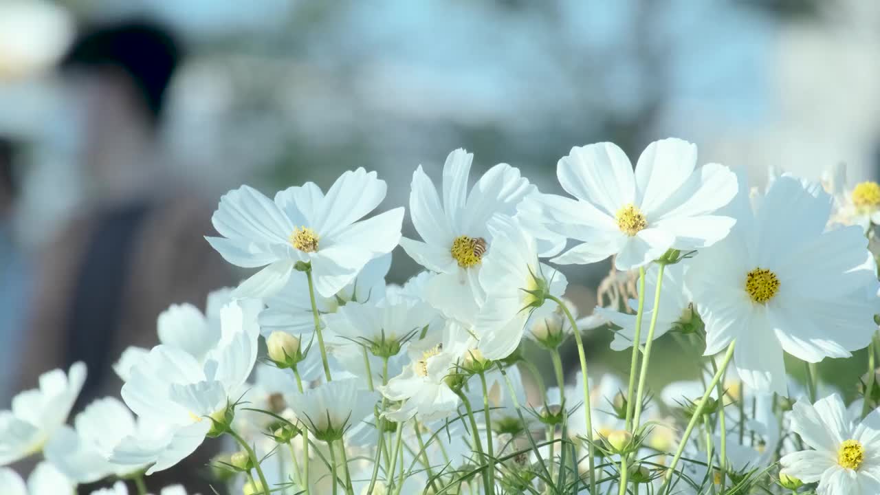 白色的花在下午的公园与柔和的阳光和工蜂蜂群的花4่k视频素材
