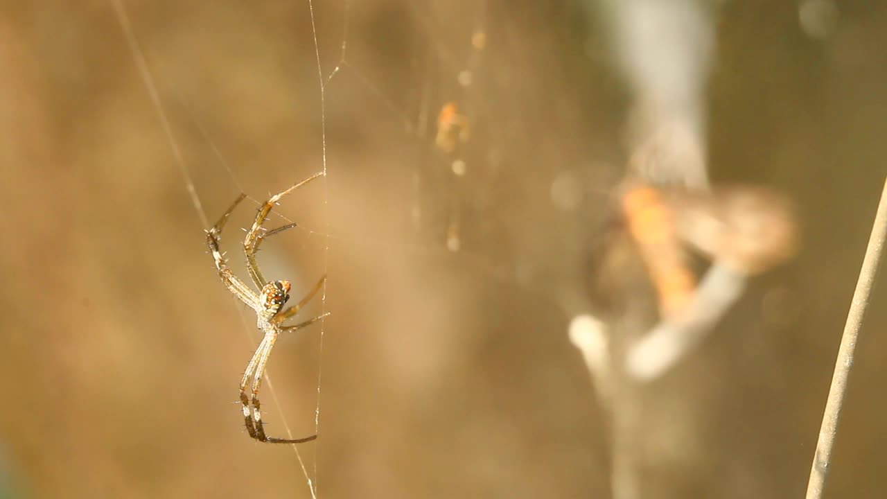 蜘蛛网上的蜘蛛和蝴蝶的焦点在变化视频素材