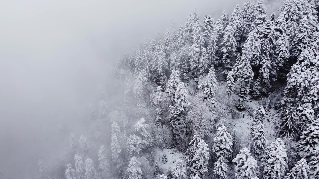 在白雪皑皑、雾蒙蒙的山林上空飞翔视频素材