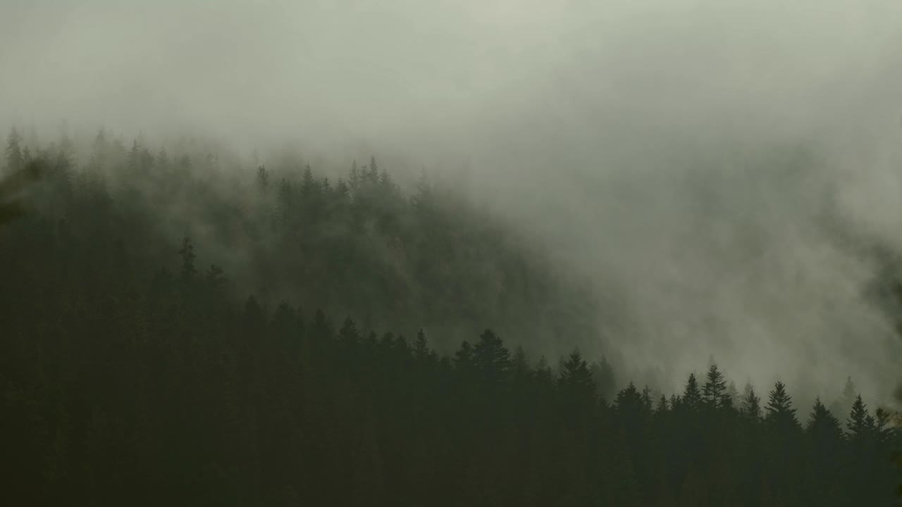 美丽的雾霭缭绕的风景，在低云缭绕的山上有一片黑暗的森林。针叶树在神秘的浓雾中，气氛阴郁视频素材