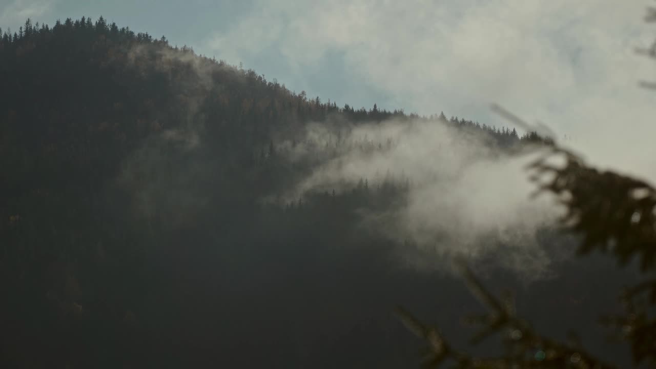 冷杉山林的晨雾，雾蒙蒙的景观，乌云密布。喀尔巴阡山,乌克兰视频素材