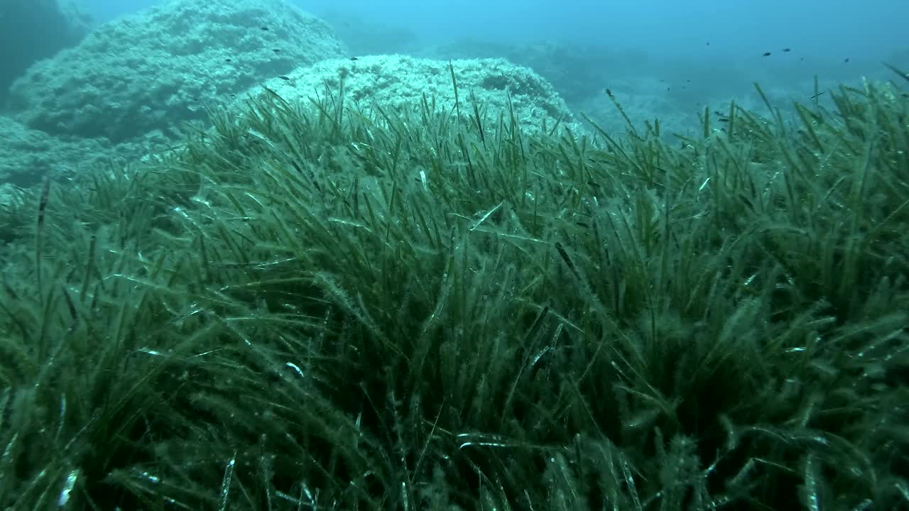 茂密的绿色海草波西多尼亚，在蓝色的水背景。镜头向前移动，在绿色的海草地中海绒带或海王星草(波西多尼亚)。4K - 60fps。塞浦路斯视频素材