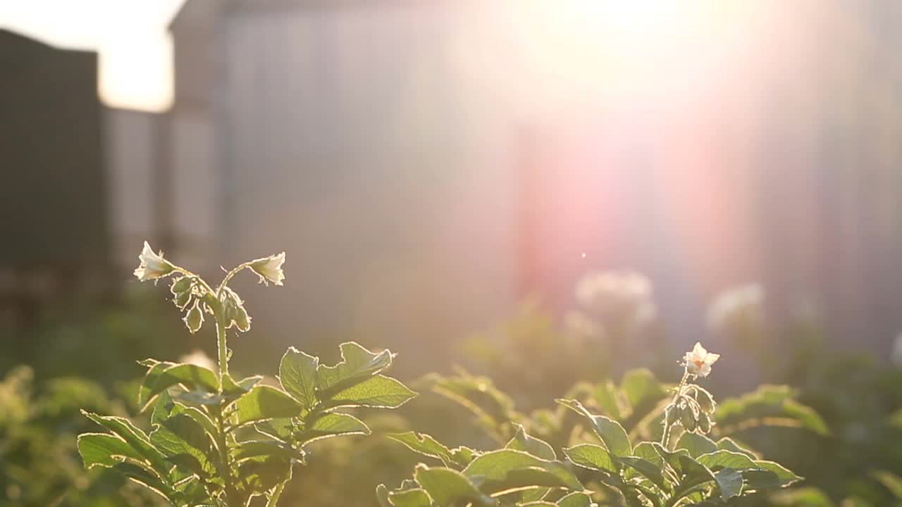 在夕阳的余晖中，花圃上的马铃薯花丛开满了花。农业。种植蔬菜。视频连接。视频素材