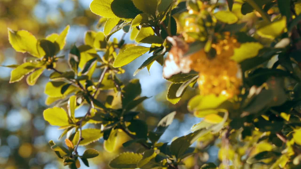 在阳光明媚的日子里，一只蝴蝶坐在一朵花上。自然模糊背景。景观,自然,夏天。野生动物。视频素材