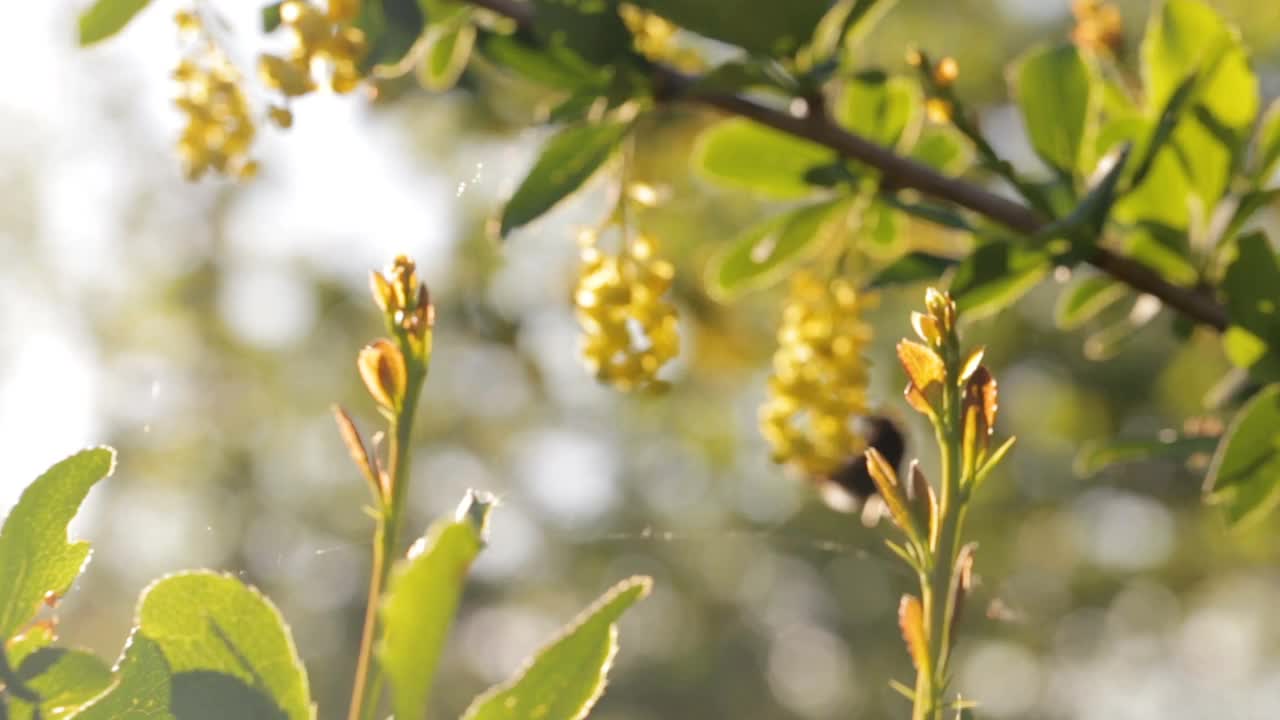 在阳光明媚的日子里，一只蝴蝶坐在一朵花上。自然模糊背景。景观,自然,夏天。野生动物。视频素材