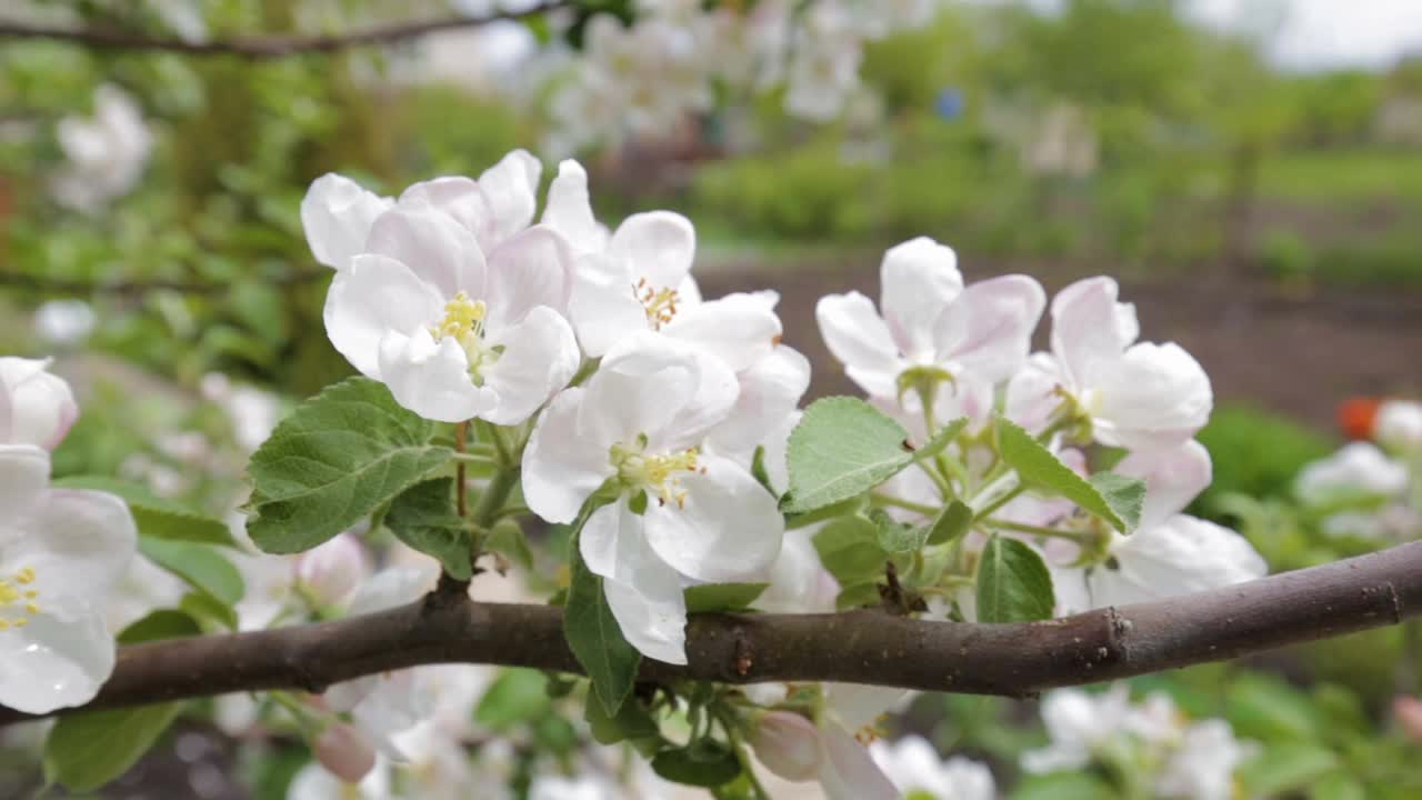 春天开花的苹果树特写视频素材