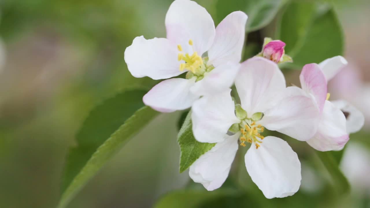 春天开花的苹果树特写视频素材