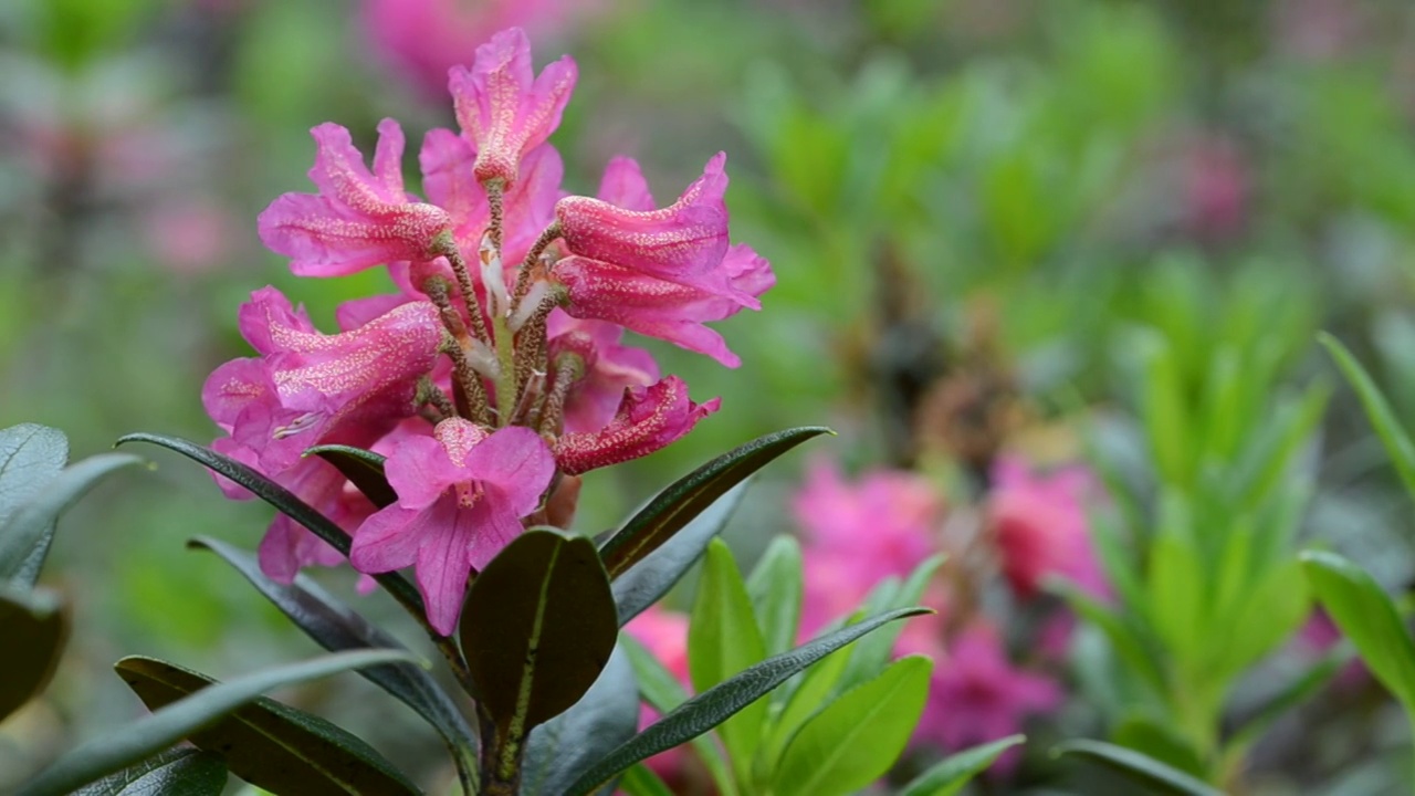 Rododendrum ferrugineum，杜鹃花，大天堂国家公园，Valle d'Aosta，意大利，山，山视频素材