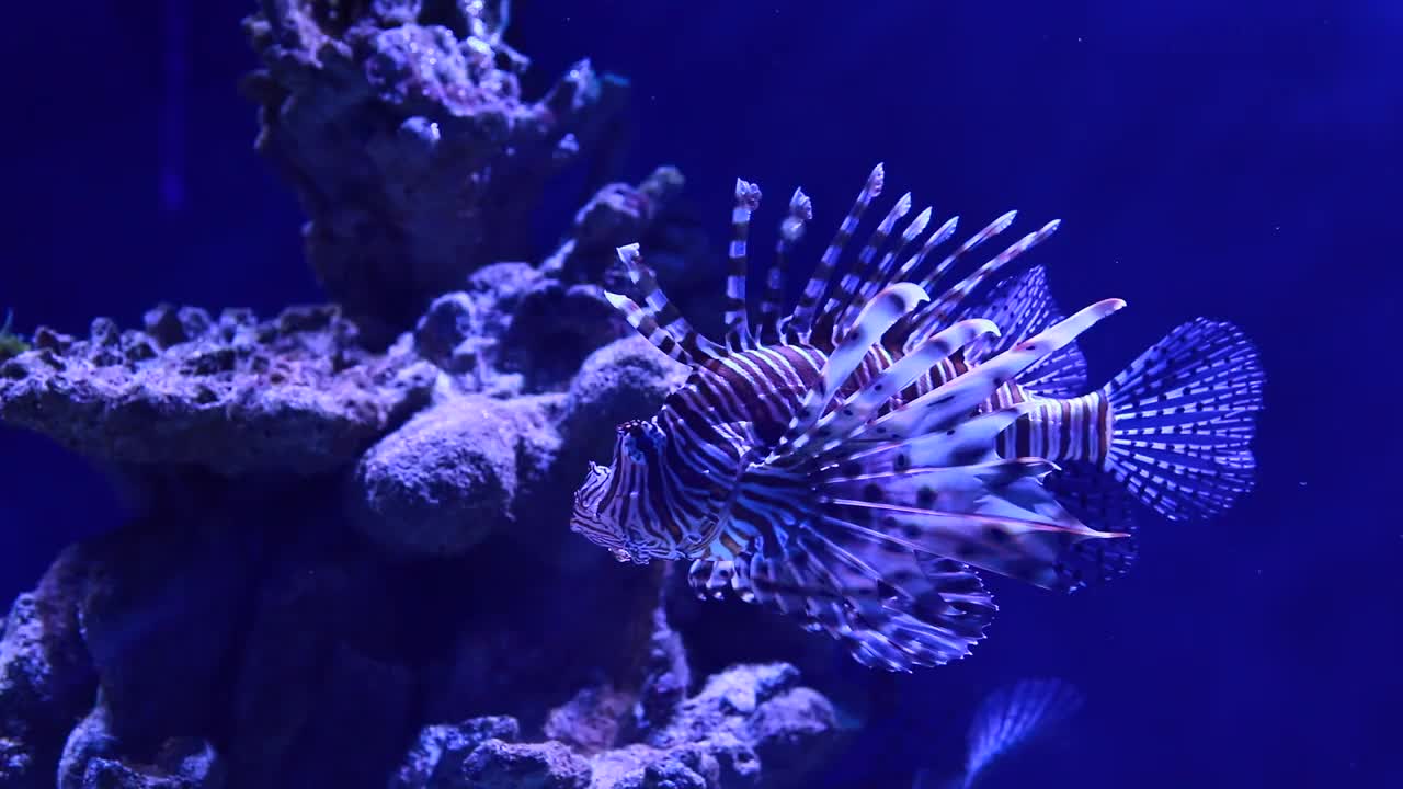 在海洋馆的珊瑚礁上，明亮的带状热带鱼。珊瑚礁的水下生物。水族馆里有稀有的热带鱼。视频素材