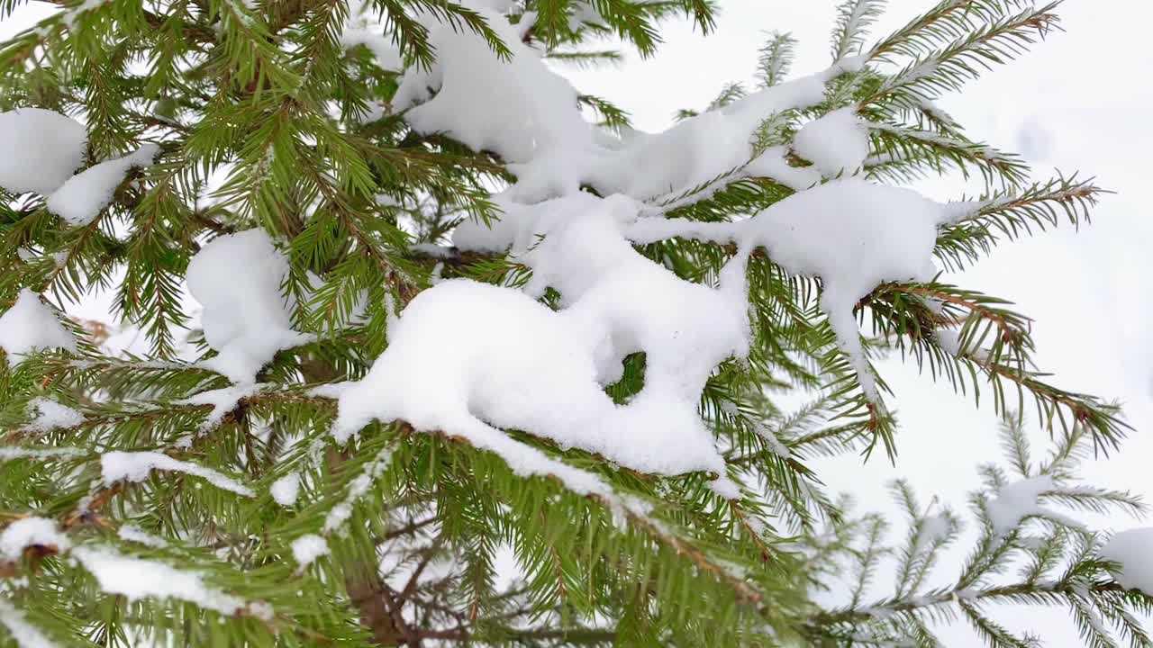 云杉冷杉树枝。关闭了。冬天森林里下雪视频素材