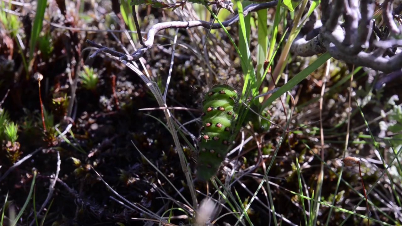 大蠹蛾，皇蛾毛虫(Saturnia pavonia)视频素材