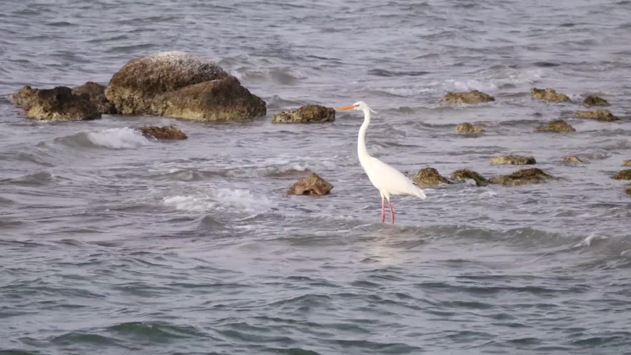 白鹭沿着岩石海岸线涉水穿过海浪视频下载