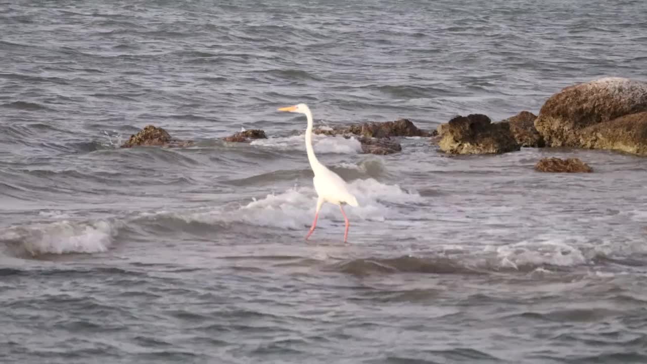 白鹭沿着岩石海岸线涉水穿过海浪视频下载