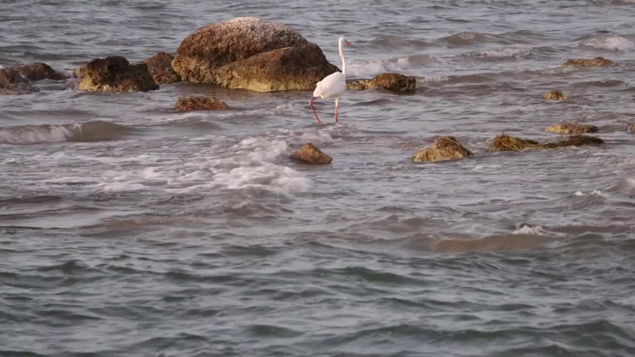 白鹭在佛罗里达群岛的岩石海岸上涉水前行视频下载