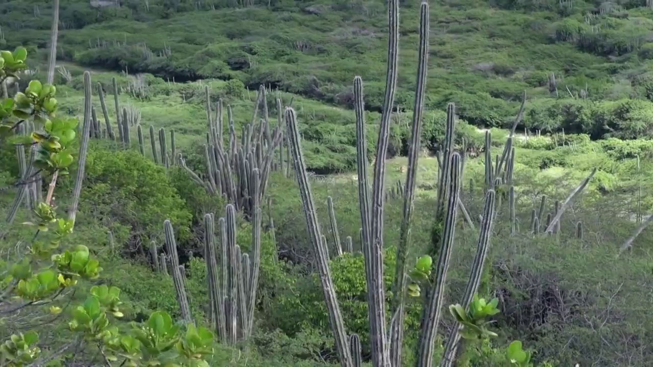 风中的仙人掌视频素材