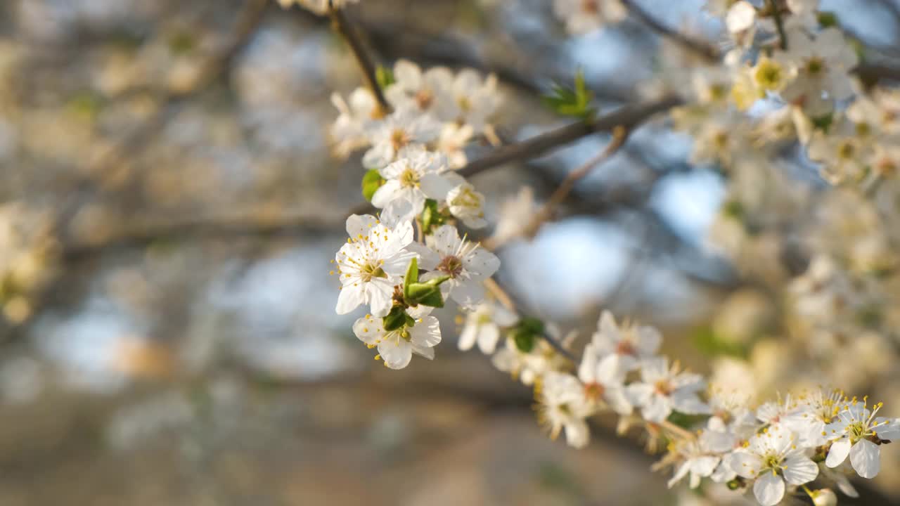 早春时节，树枝上新鲜盛开的白色花朵。视频素材