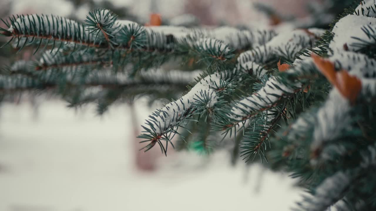 自然的冬季背景，白雪皑皑的蓝云杉枝叶，选择性的聚焦视频素材