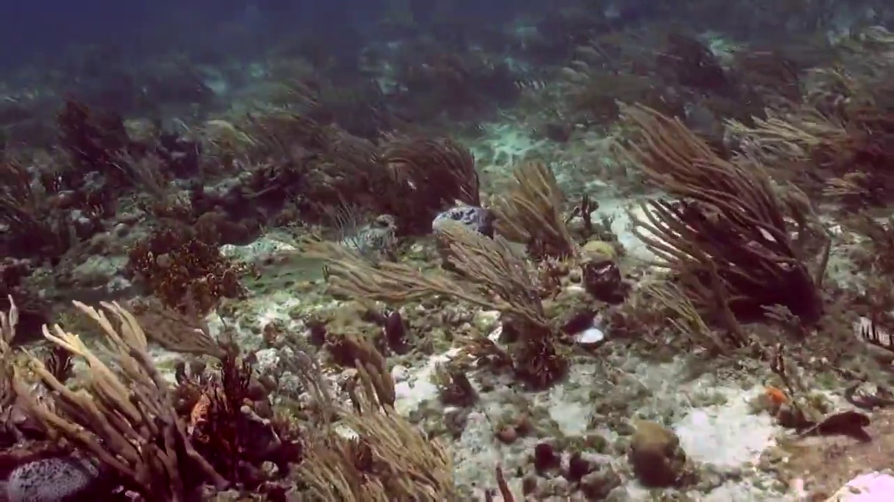 高速漂流水肺潜水视频素材