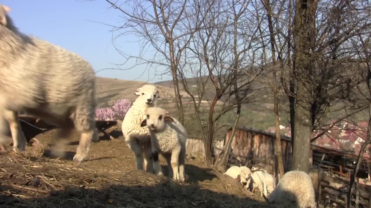 一群羊在无叶树下爬陡坡视频素材