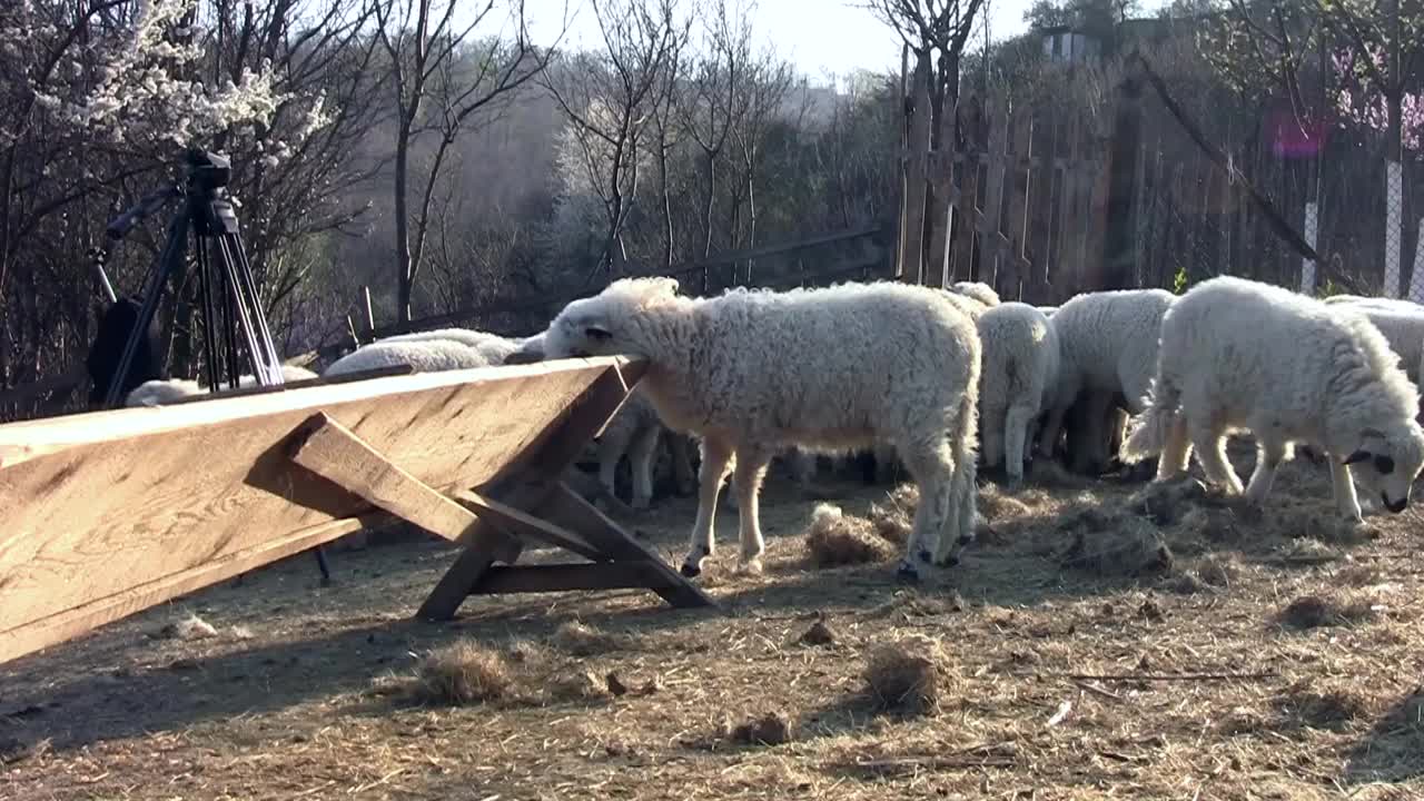 一群在农家院子里觅食的羊羔视频素材