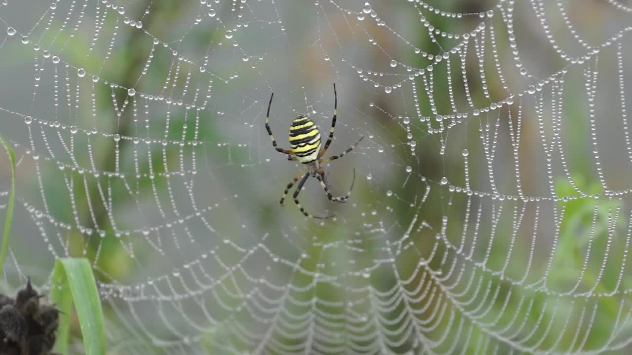 Spider-wasp (lat。Argiope bruennichi)。在黎明的浓雾中，露珠下的蜘蛛和蜘蛛网视频素材