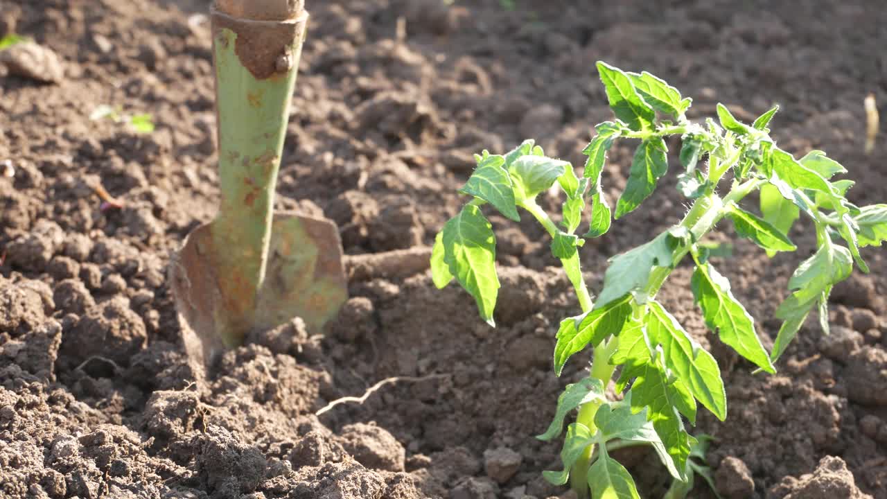 Outdoor-planted番茄幼苗视频素材