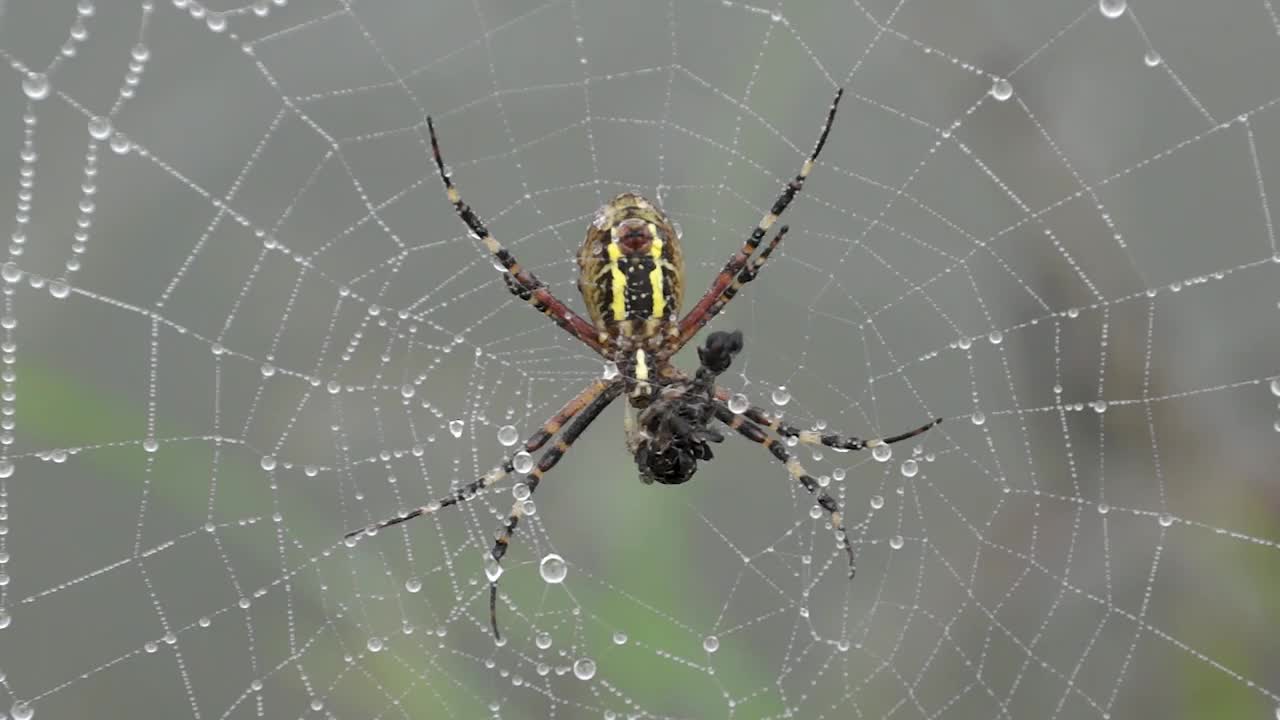 Spider-wasp (lat。Argiope bruennichi)。在黎明的浓雾中，露珠下的蜘蛛和蜘蛛网视频素材