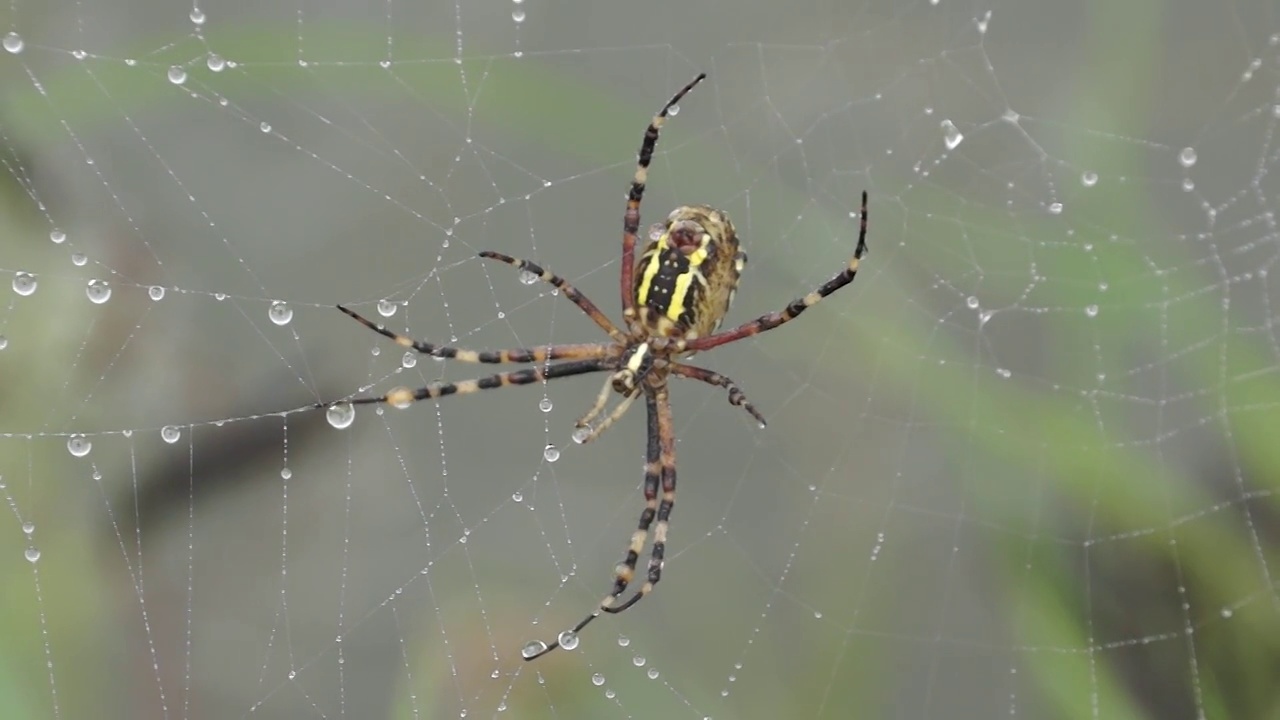 Spider-wasp (lat。Argiope bruennichi)。在黎明的浓雾中，露珠下的蜘蛛和蜘蛛网视频素材