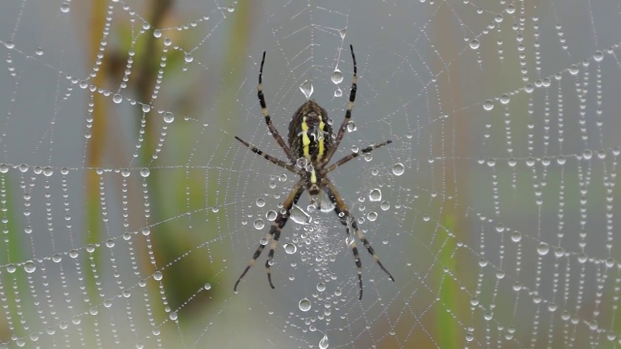 Spider-wasp (lat。Argiope bruennichi)。在黎明的浓雾中，露珠下的蜘蛛和蜘蛛网视频素材