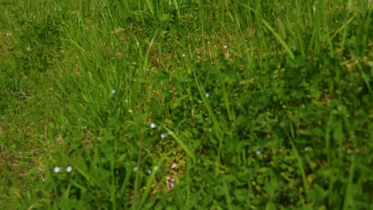 樱花盛开。视频素材