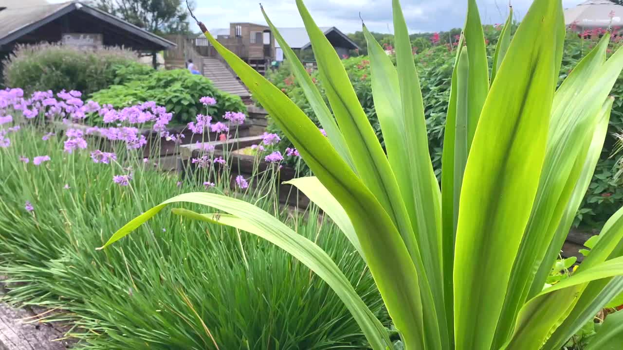 花圃里的韭菜视频素材