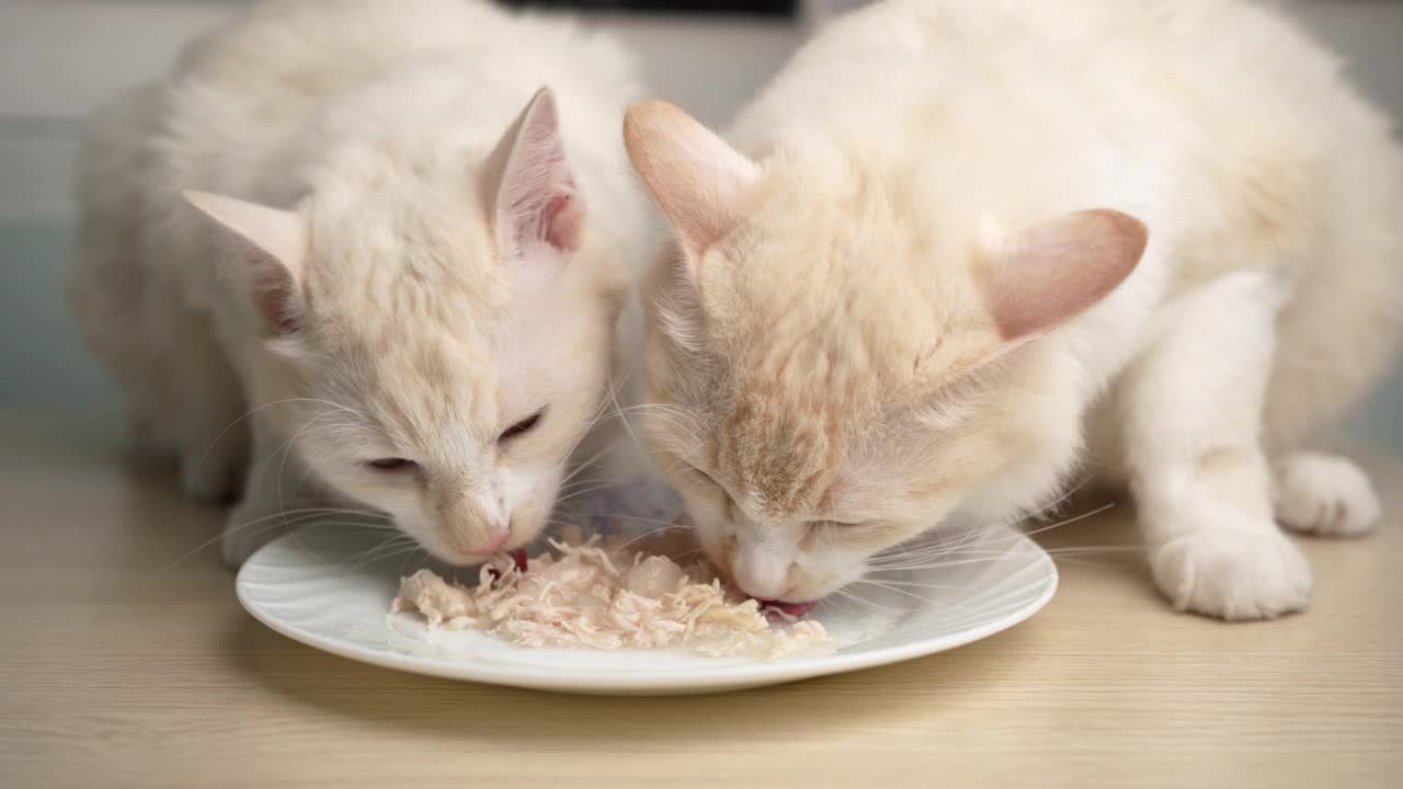 两只猫正在家里吃盘子里的鸡肉。视频素材